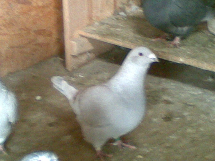 f 2013 bogdan77 - porumbei standar