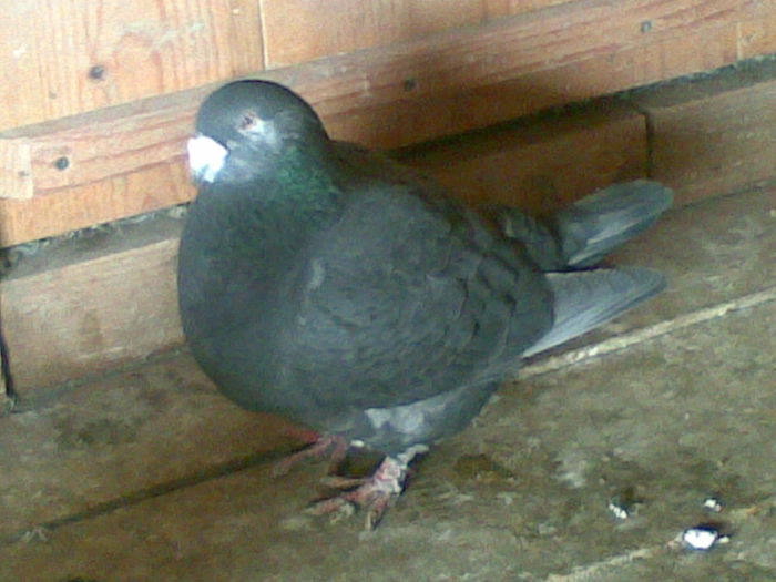 m 2013 florinacio - porumbei standar