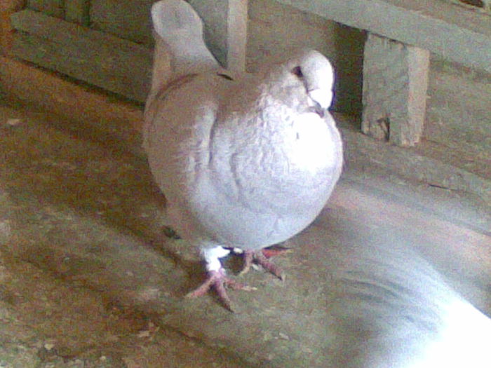 f 2013 - porumbei standar