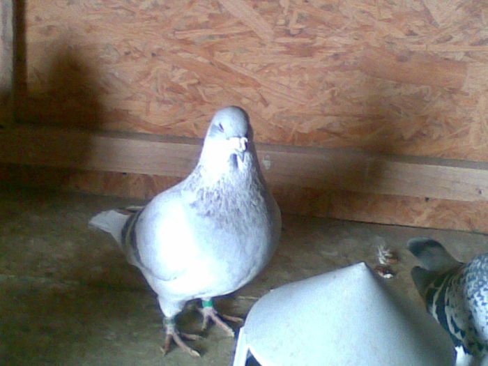 Picture 050 - porumbei standar