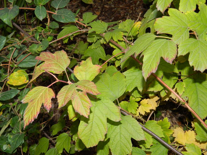 DSCN4890 - NOIEMBRIE_3_2014