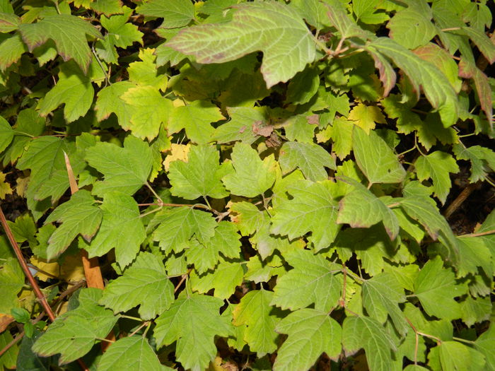 DSCN4891 - NOIEMBRIE_3_2014