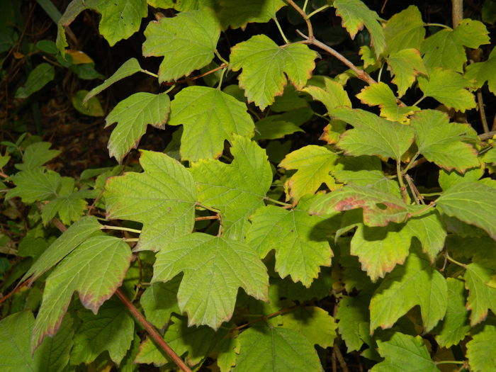 DSCN4893 - NOIEMBRIE_3_2014