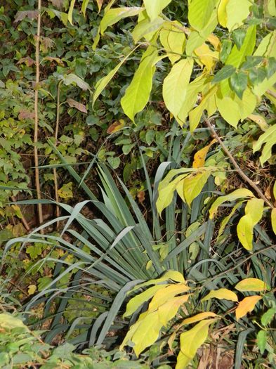 DSCN4898 - NOIEMBRIE_3_2014