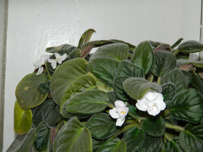 DSCN4901 - NOIEMBRIE_3_2014