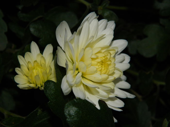 DSCN4908 - NOIEMBRIE_3_2014