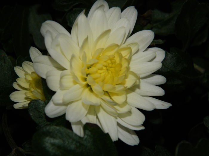 DSCN4909 - NOIEMBRIE_3_2014