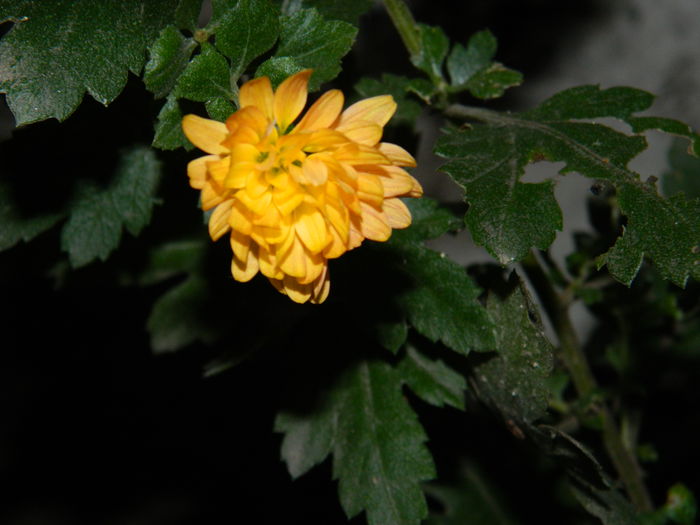 DSCN4912 - NOIEMBRIE_3_2014