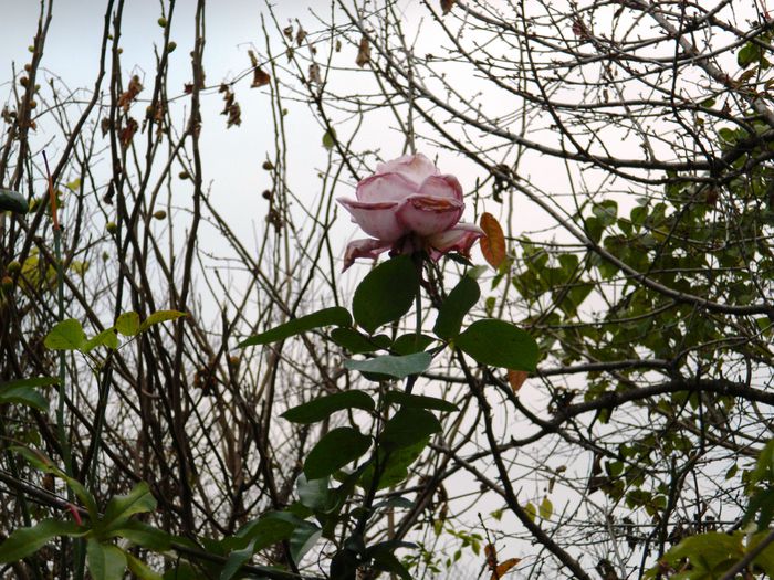 DSCN4913 - NOIEMBRIE_3_2014