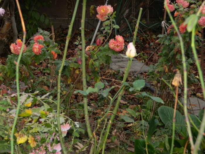 DSCN4915 - NOIEMBRIE_3_2014