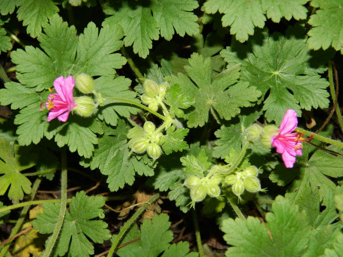 DSCN4934 Mi-a facut - NOIEMBRIE_3_2014