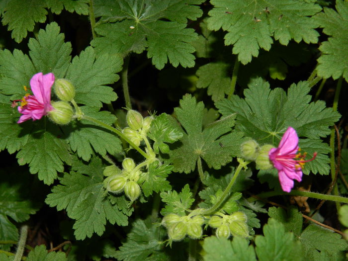 DSCN4936 inflorind - NOIEMBRIE_3_2014