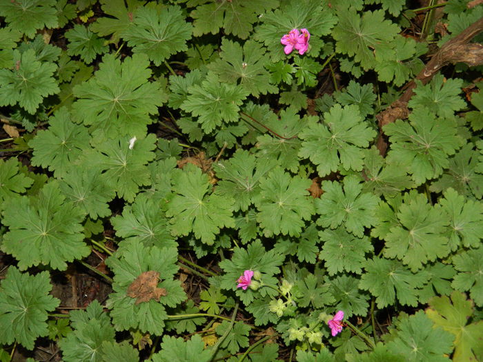 DSCN4937 la sfarsitul - NOIEMBRIE_3_2014