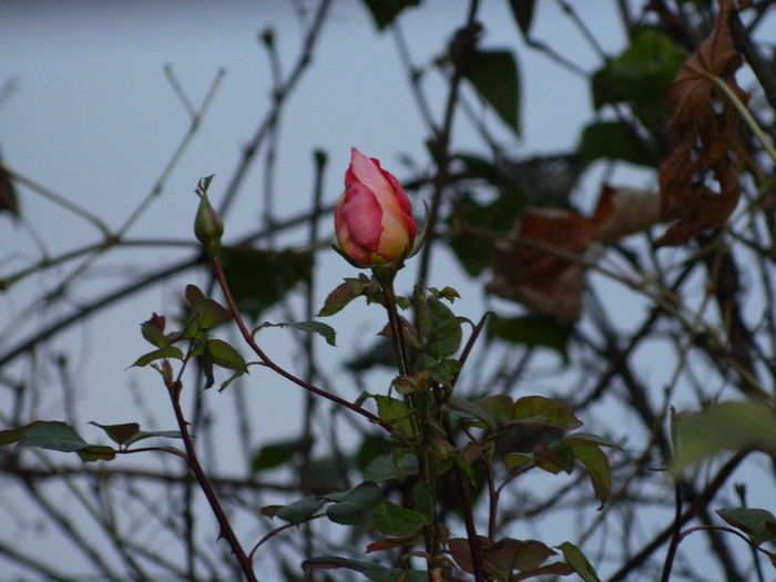 DSCN4955 - NOIEMBRIE_3_2014