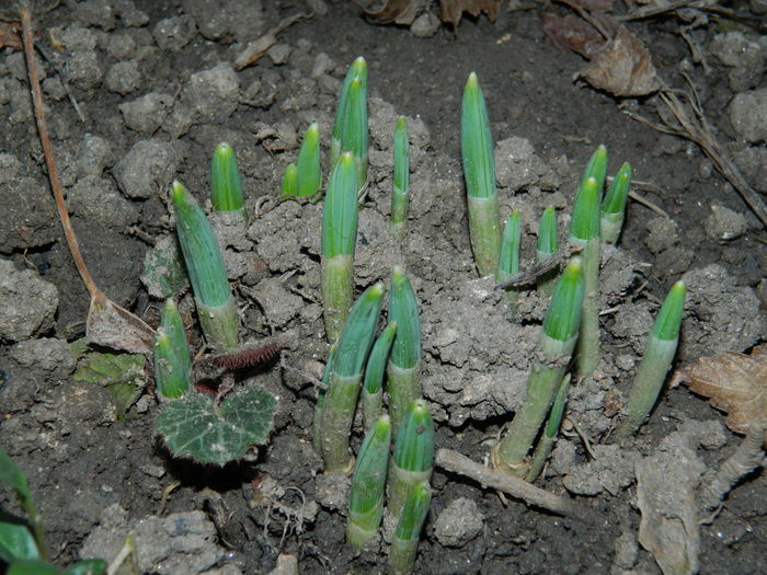 DSCN4959 - NOIEMBRIE_3_2014