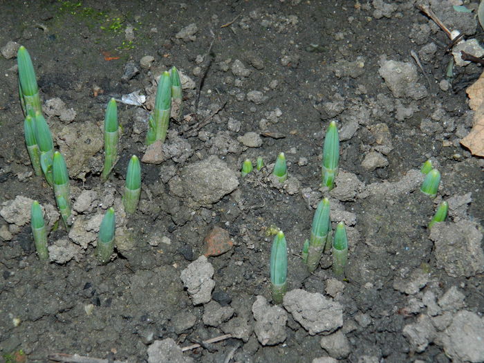 DSCN4960 - NOIEMBRIE_3_2014