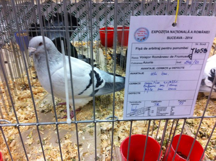 image - Rezultate expozitii