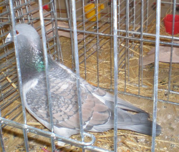 P1010036