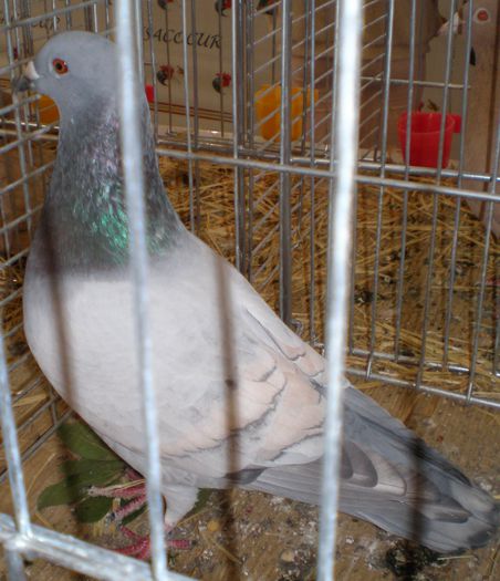 P1010038