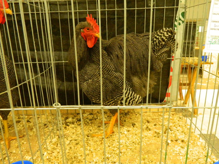 DSCN2884 - 04 Expozitia Nationala SV 2014