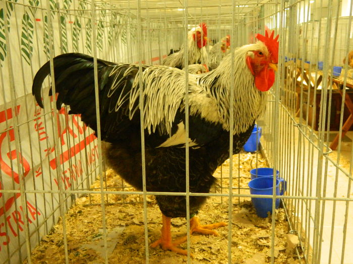 DSCN2887 - 04 Expozitia Nationala SV 2014