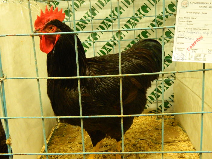 DSCN2895 - 04 Expozitia Nationala SV 2014