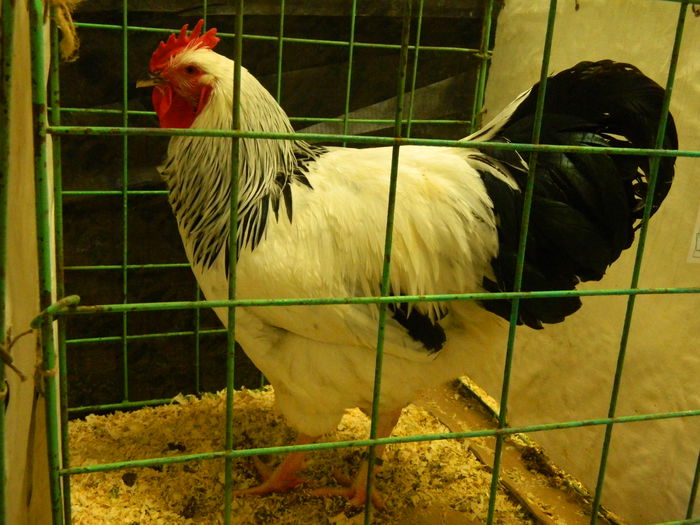 DSCN2897 - 04 Expozitia Nationala SV 2014