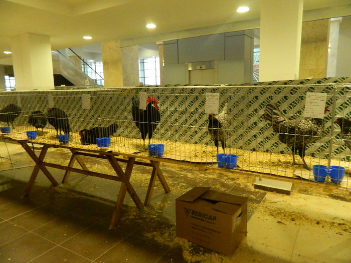 DSCN2902 - 04 Expozitia Nationala SV 2014