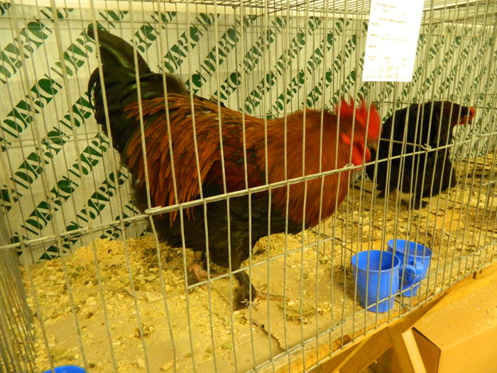 DSCN2903 - 04 Expozitia Nationala SV 2014