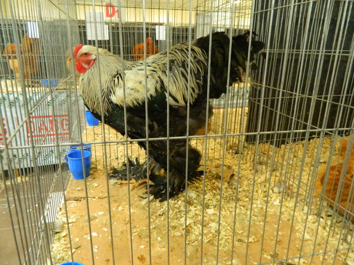 DSCN2907 - 04 Expozitia Nationala SV 2014