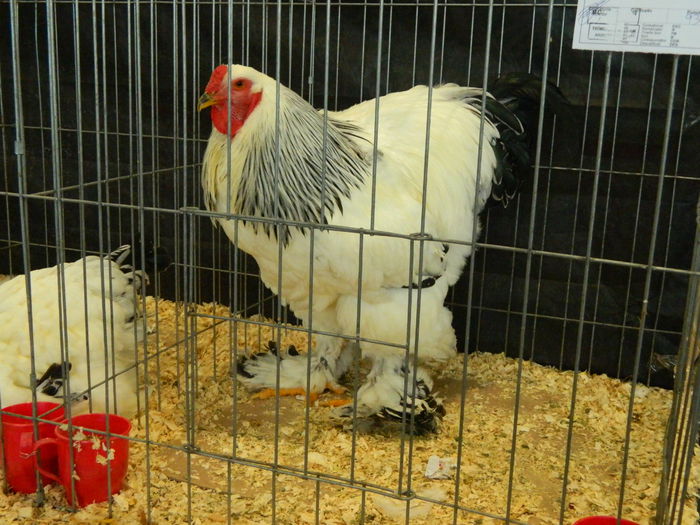 DSCN2909 - 04 Expozitia Nationala SV 2014