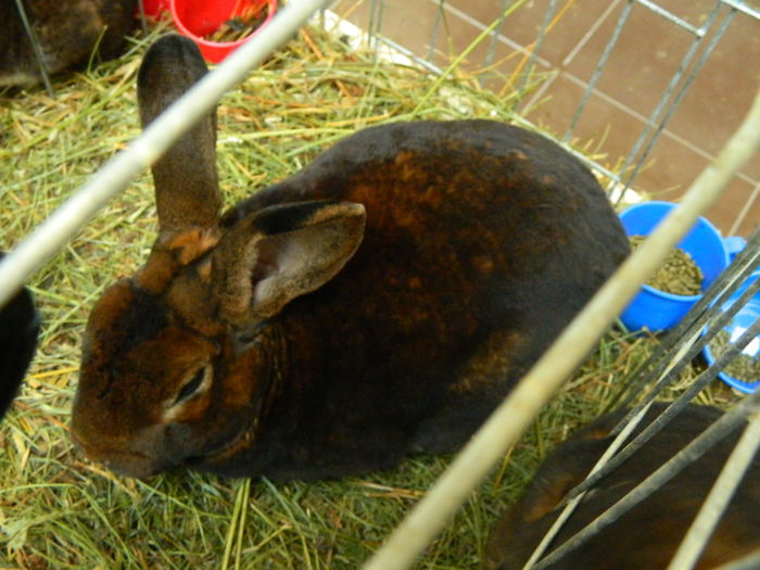 DSCN2911 - 04 Expozitia Nationala SV 2014