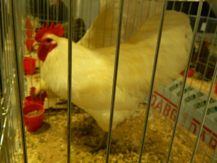 DSCN2912 - 04 Expozitia Nationala SV 2014