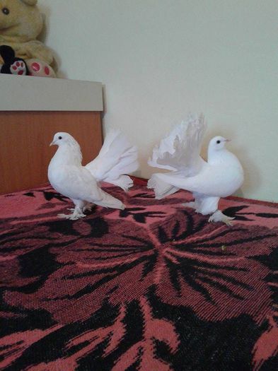 10818746_604352979668925_1737572845_n