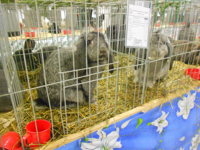DSCN5312 - 04 Expozitia Nationala de la Suceava 2014