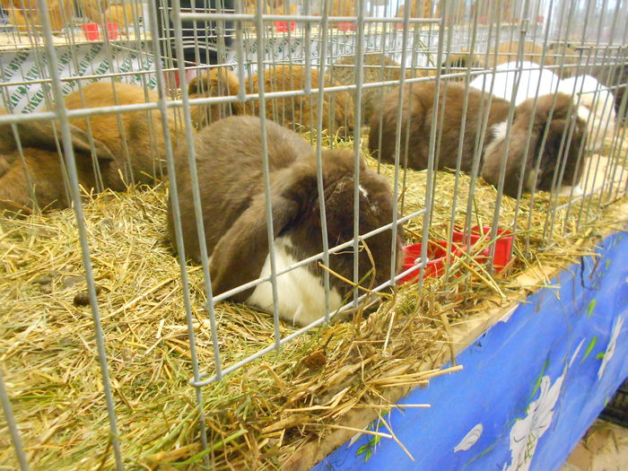 DSCN5318 - 04 Expozitia Nationala de la Suceava 2014