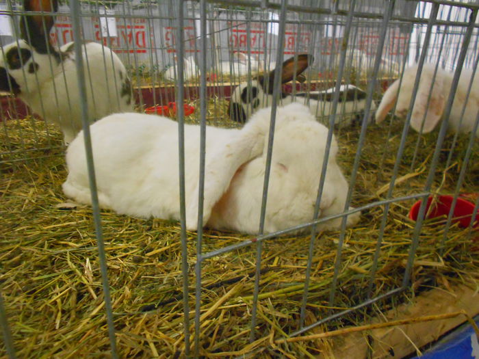 DSCN5319 - 04 Expozitia Nationala de la Suceava 2014