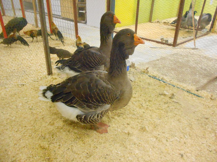 DSCN5334 - 04 Expozitia Nationala de la Suceava 2014