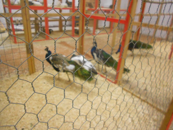 DSCN5336 - 04 Expozitia Nationala de la Suceava 2014