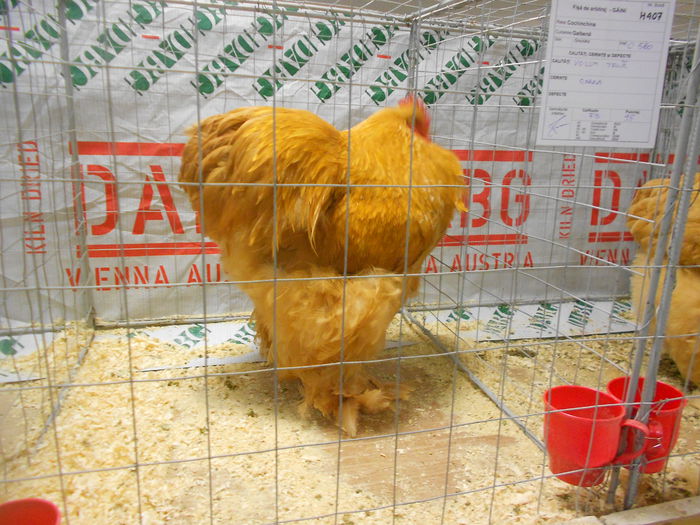 DSCN5337 - 04 Expozitia Nationala de la Suceava 2014