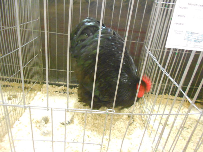 DSCN5341 - 04 Expozitia Nationala de la Suceava 2014