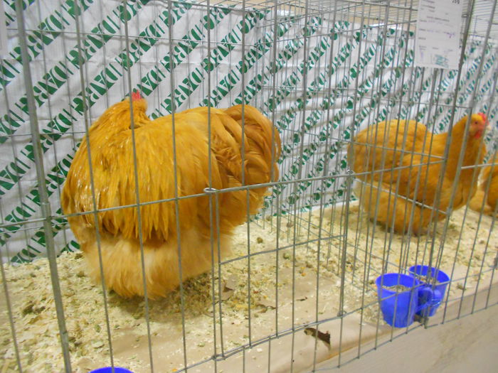 DSCN5344 - 04 Expozitia Nationala de la Suceava 2014