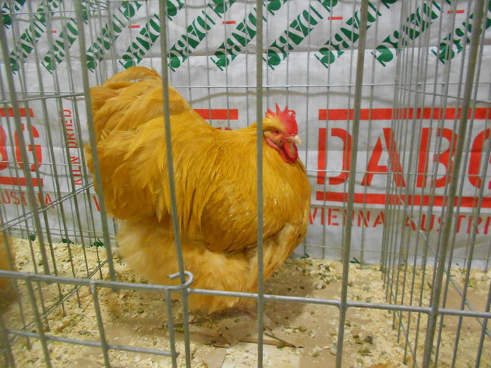 DSCN5345 - 04 Expozitia Nationala de la Suceava 2014