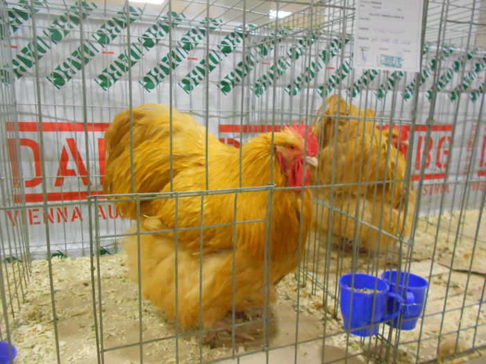 DSCN5346 - 04 Expozitia Nationala de la Suceava 2014