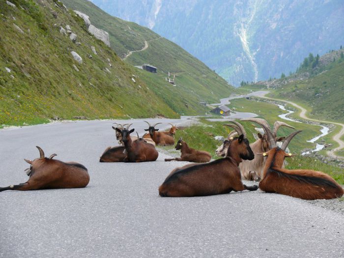 Alpinele se odihnesc pe drum - Rase de oi si capre-Poze deosebite-1