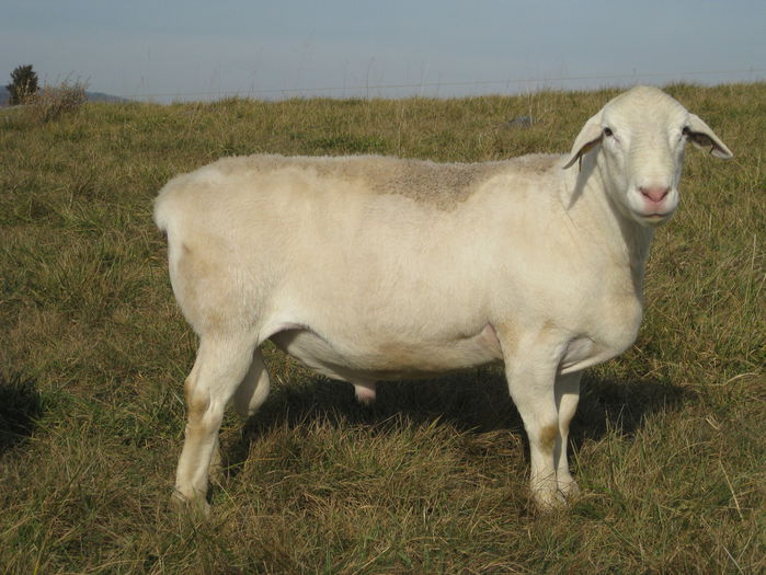 Dorper alb - Rase de oi si capre-Poze deosebite-1