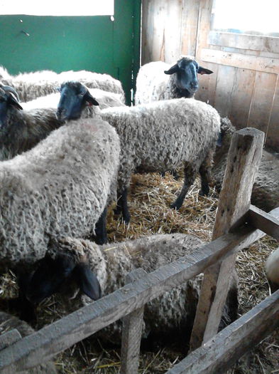 IMG_20141128_122230 - oile mele