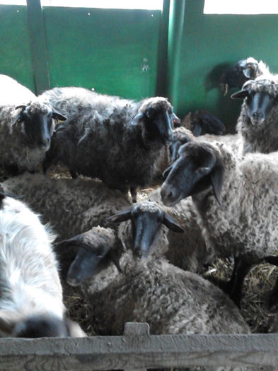 IMG_20141128_122238 - oile mele