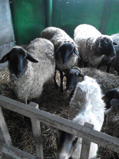 IMG_20141128_122242 - oile mele