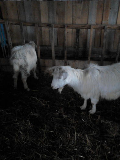 IMG_20141128_122347 - oile mele